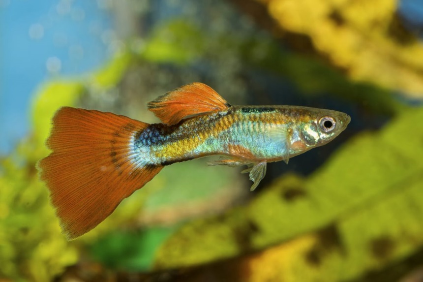 Best Fish for 5-Gallon Tanks: Pick the Species and Combine Them the Right Way!