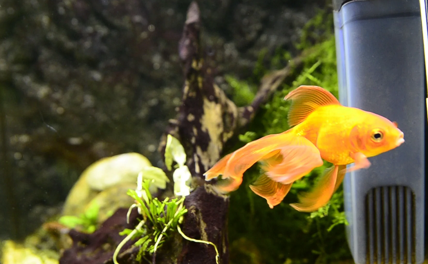 8 Best Filters for Goldfish – Pure Water for Healthy and Happy Pets