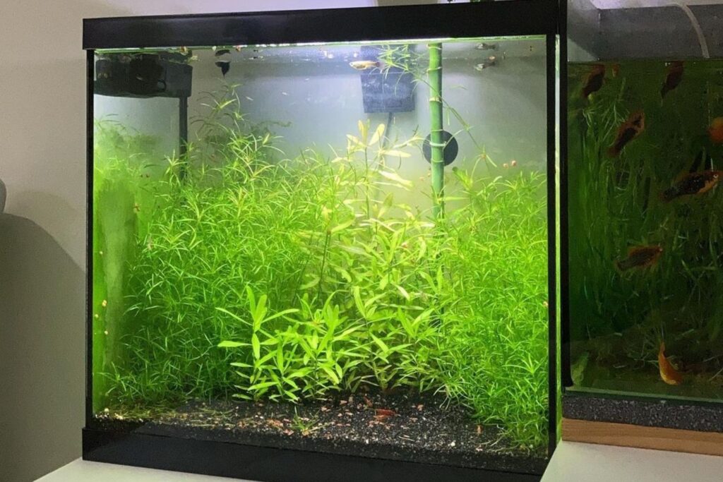 How to Plant Guppy Grass: Handy Tips and 7 Steps to Follow