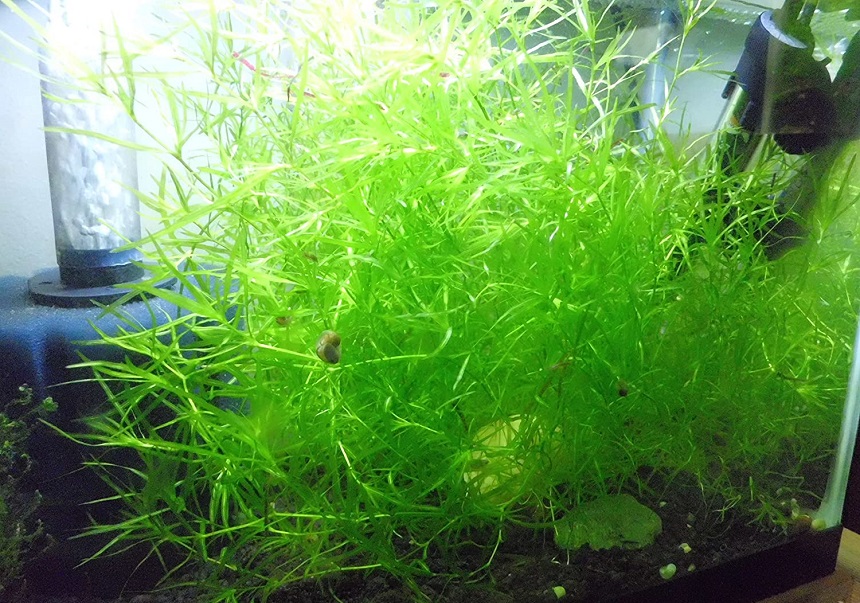 How to Plant Guppy Grass: Handy Tips and 7 Steps to Follow