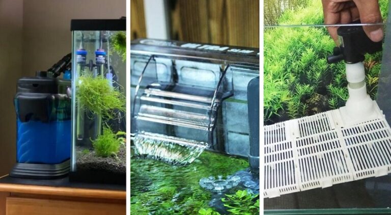 8 Best Filters for Goldfish Reviewed in Detail (Summer 2026)