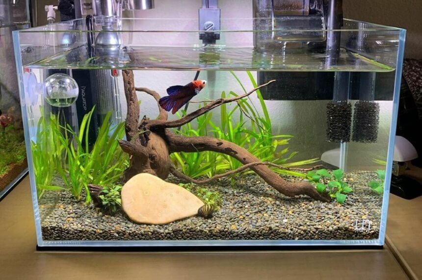 What Water Is Best for Betta Fish?